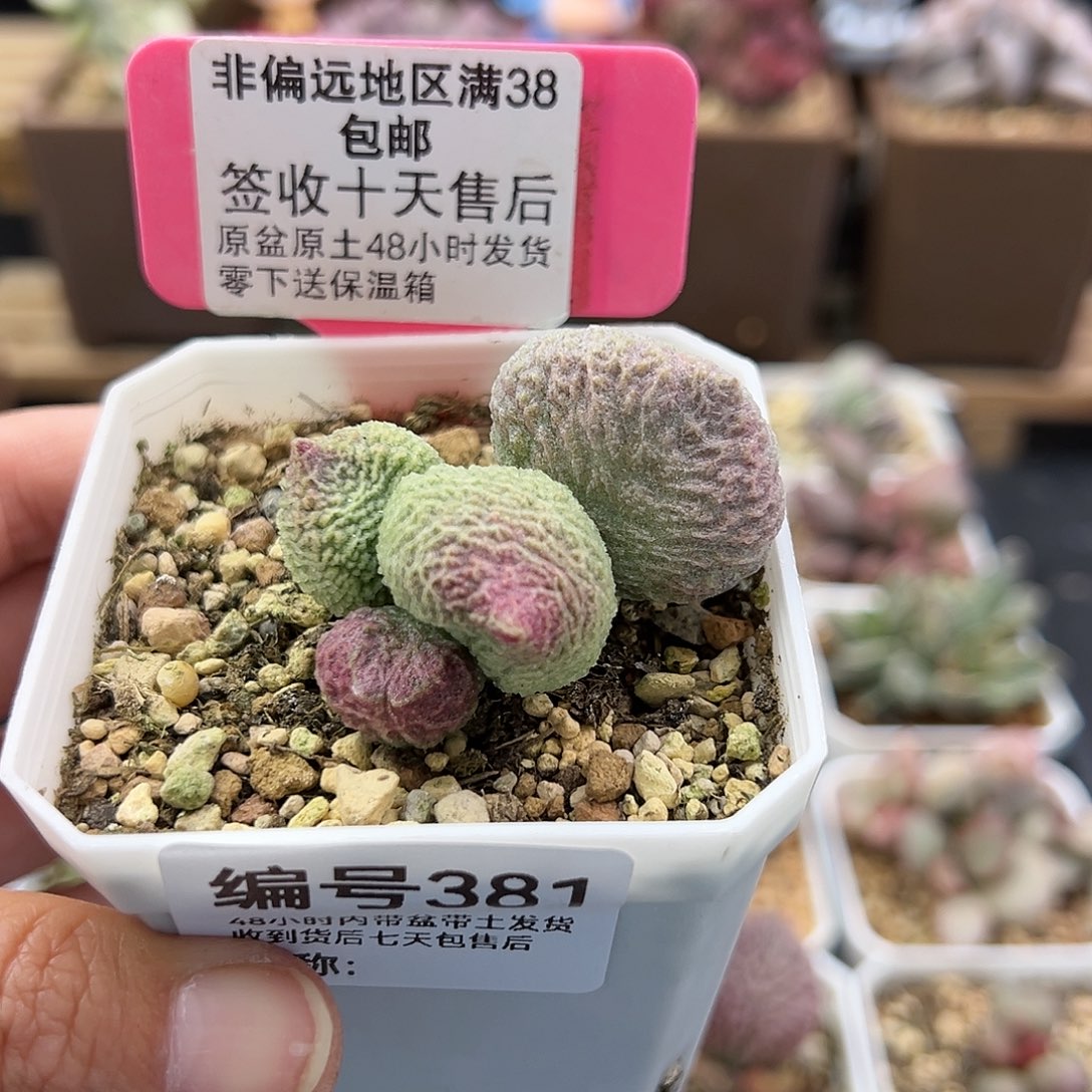 381巨猪宝多肉植物