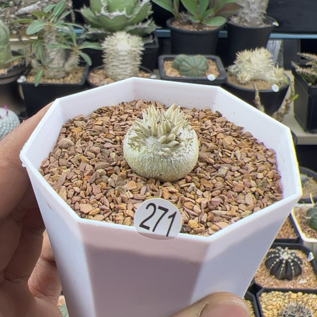 惠比须笑一物一拍281