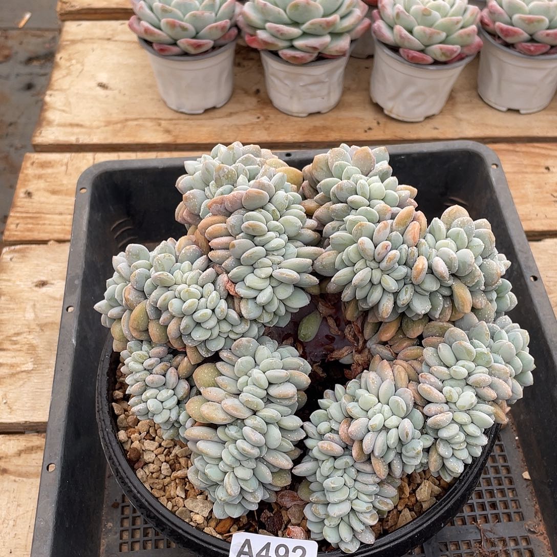 492多肉植物多肉植物