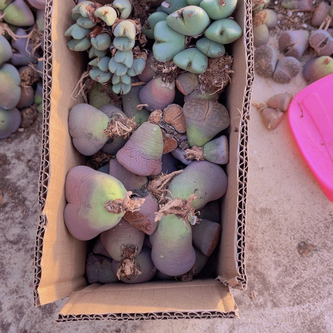 一箱母本88888888888