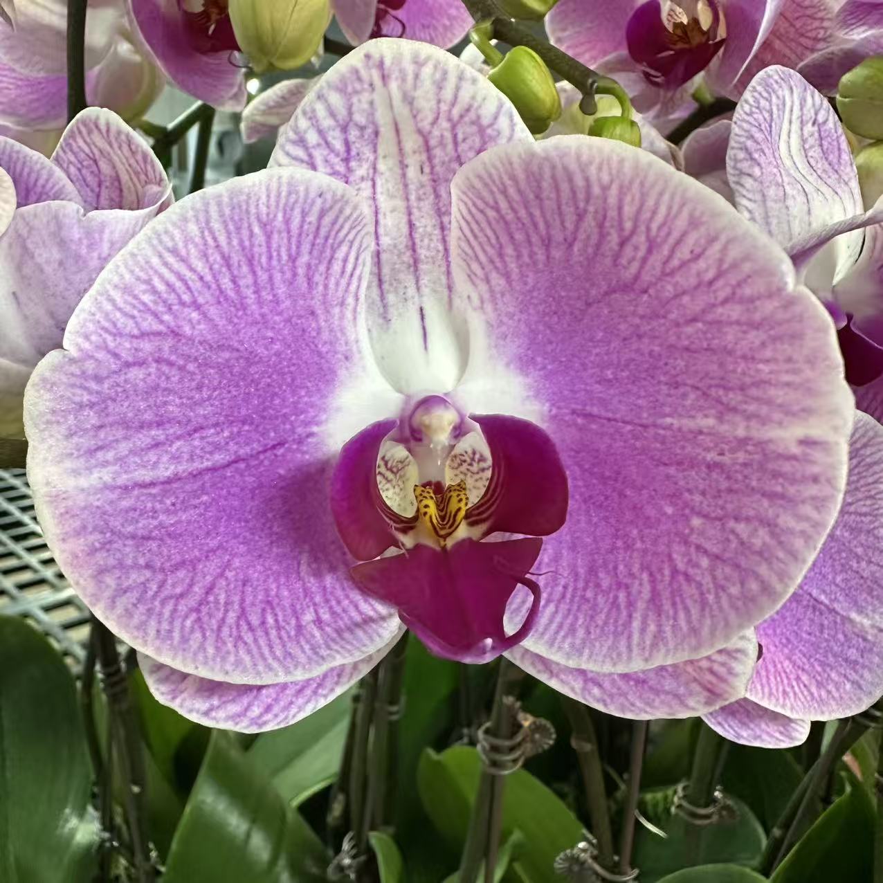 蝴蝶兰【仙桃】梦幻浪漫室内高端花卉绿植