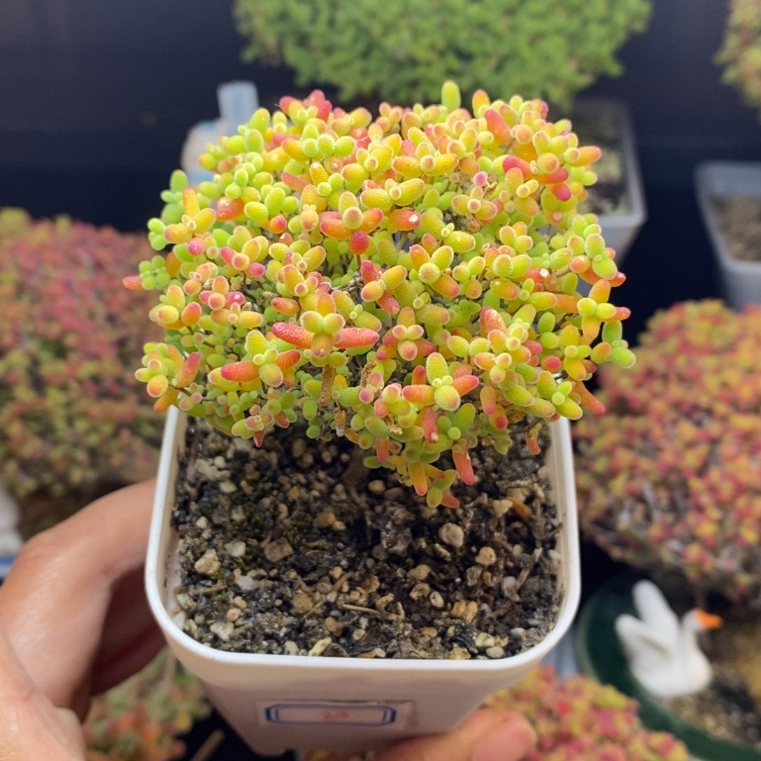 无花朵23号蜜橘糖球（特价）