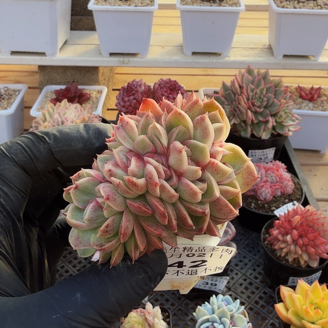 0102-42红杏朵朵缀