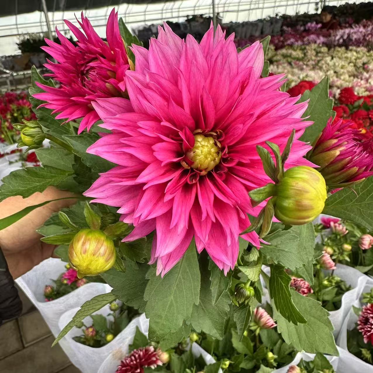 【李先生】长相思~小丽花室内观赏花带花带花苞