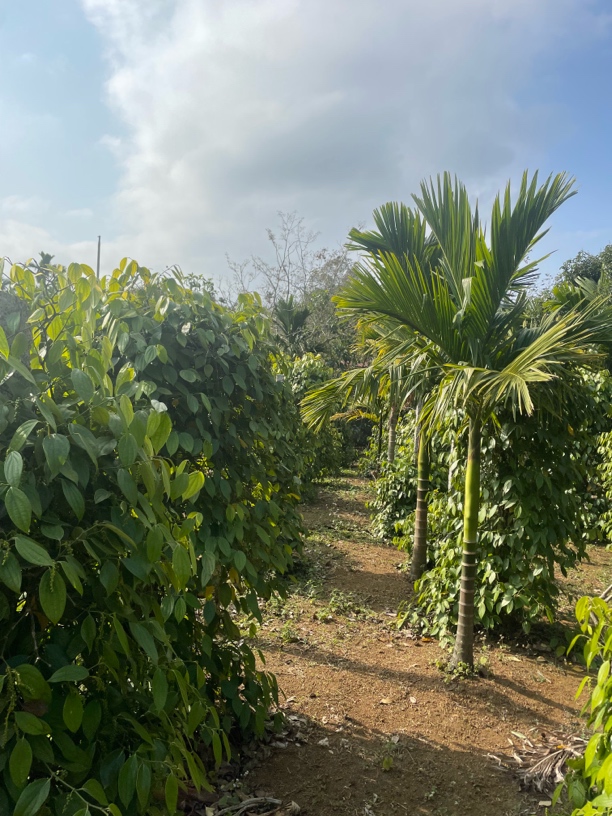 [福利尝鲜款]2025年新鲜白胡椒调料海南农户种植必备调味料