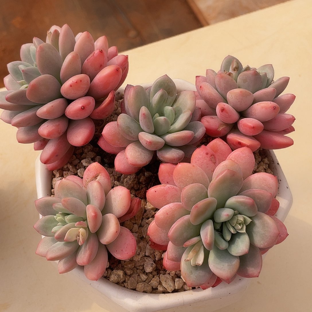 拉丝宇多肉多肉多肉