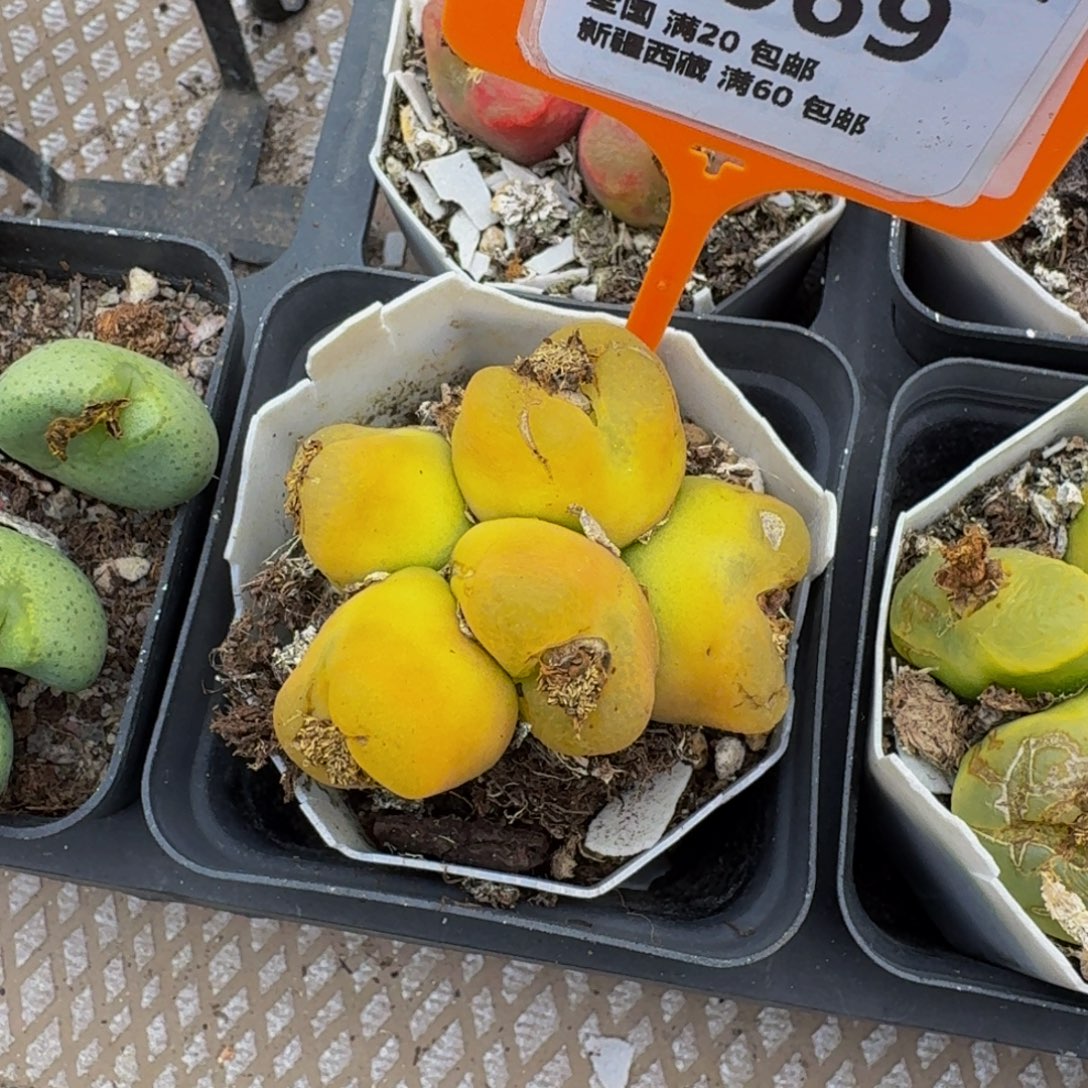 069 生石花大群生一物一拍