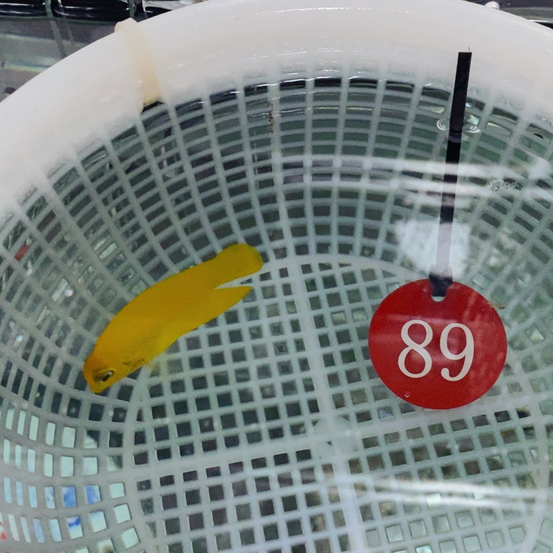 海水鱼黄吊活动 小号不肥