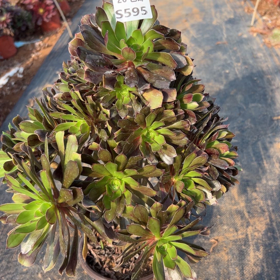 595灰发，满20包邮