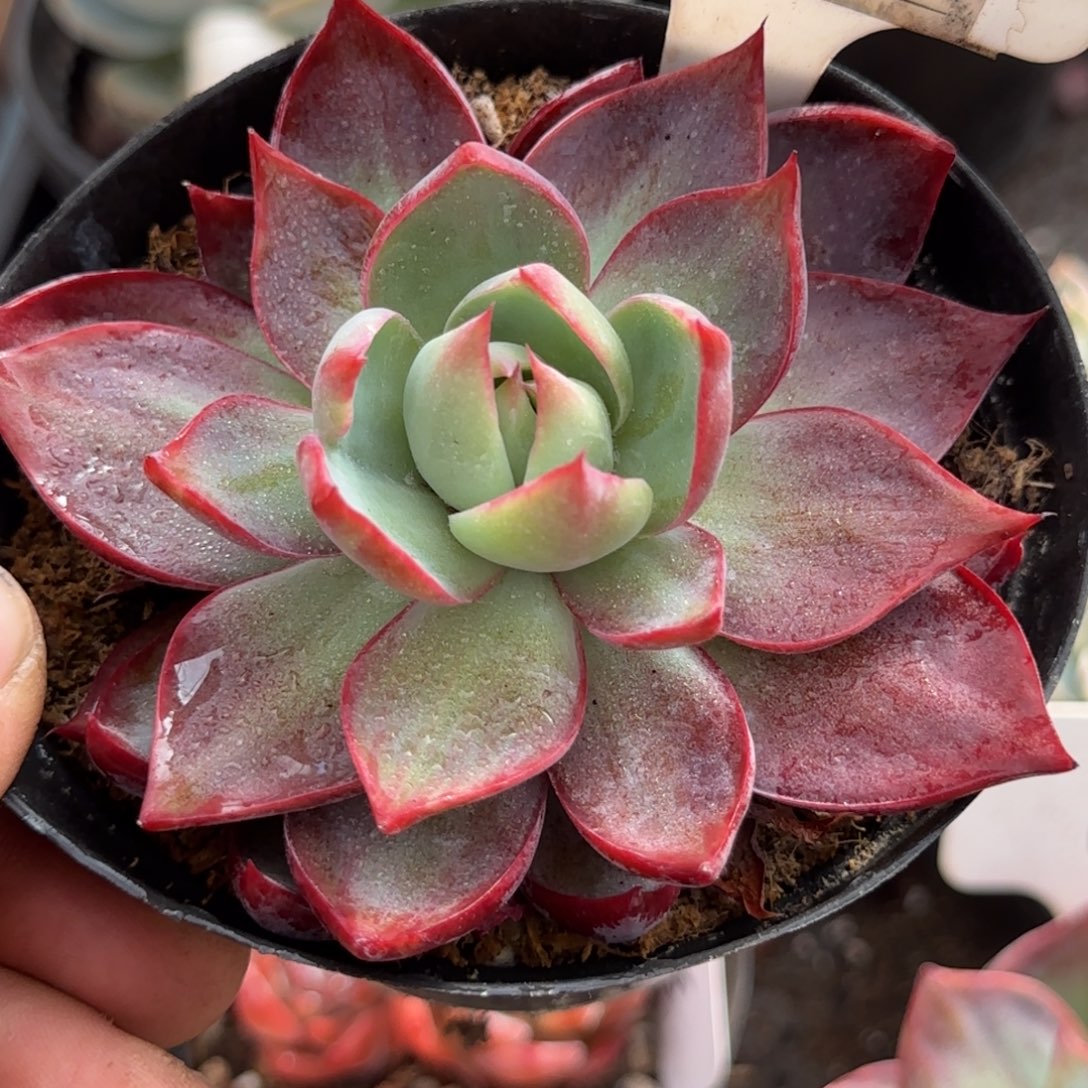 惊鸿一物一拍包装收缩花旱812