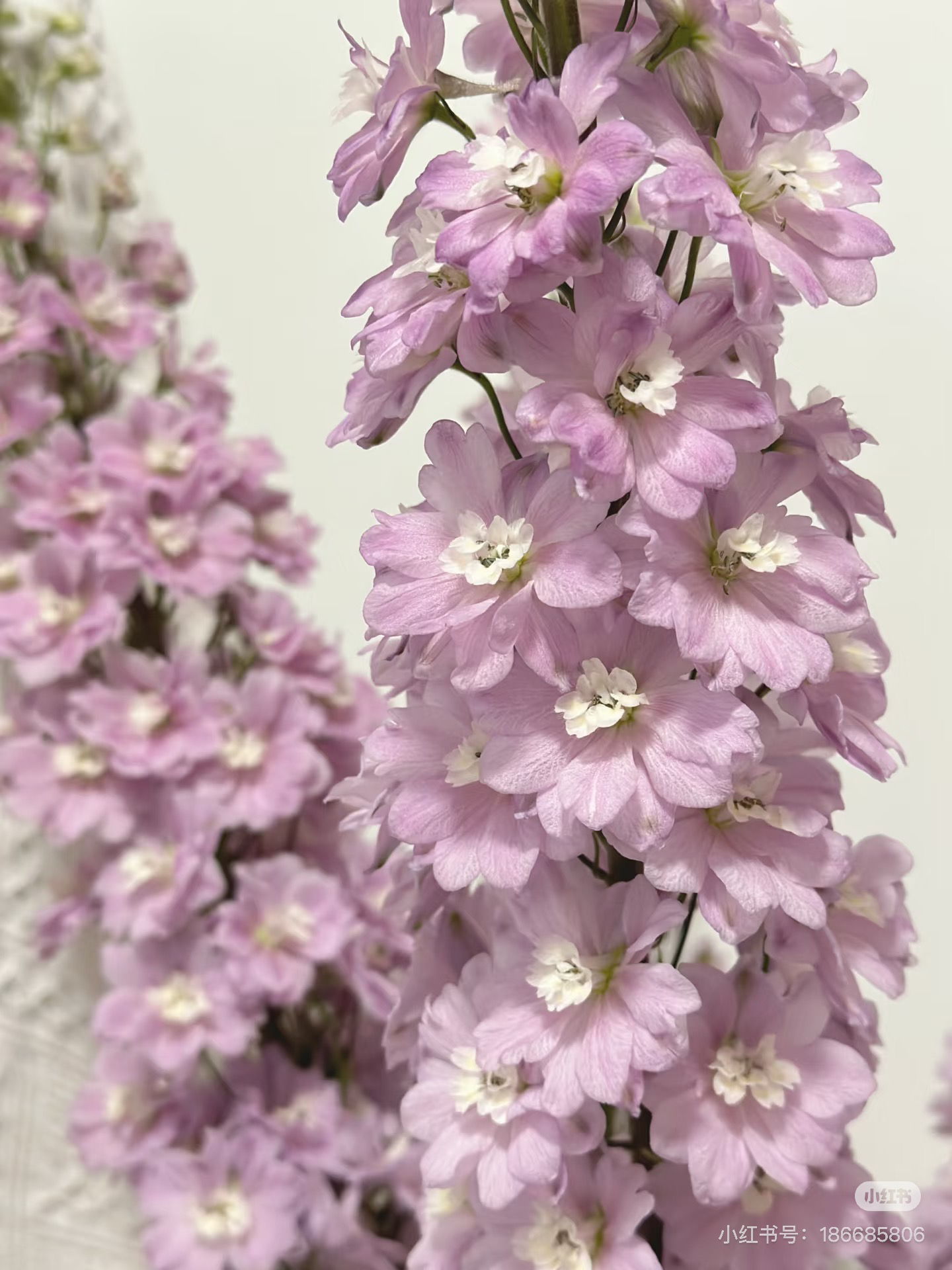 【花甜悦夏优选】火烈鸟大飞燕（百分之十不售后2个订单包邮