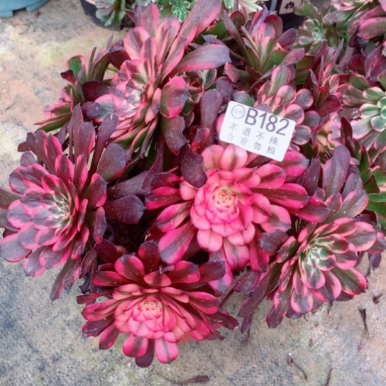 多肉植物烟花182不包