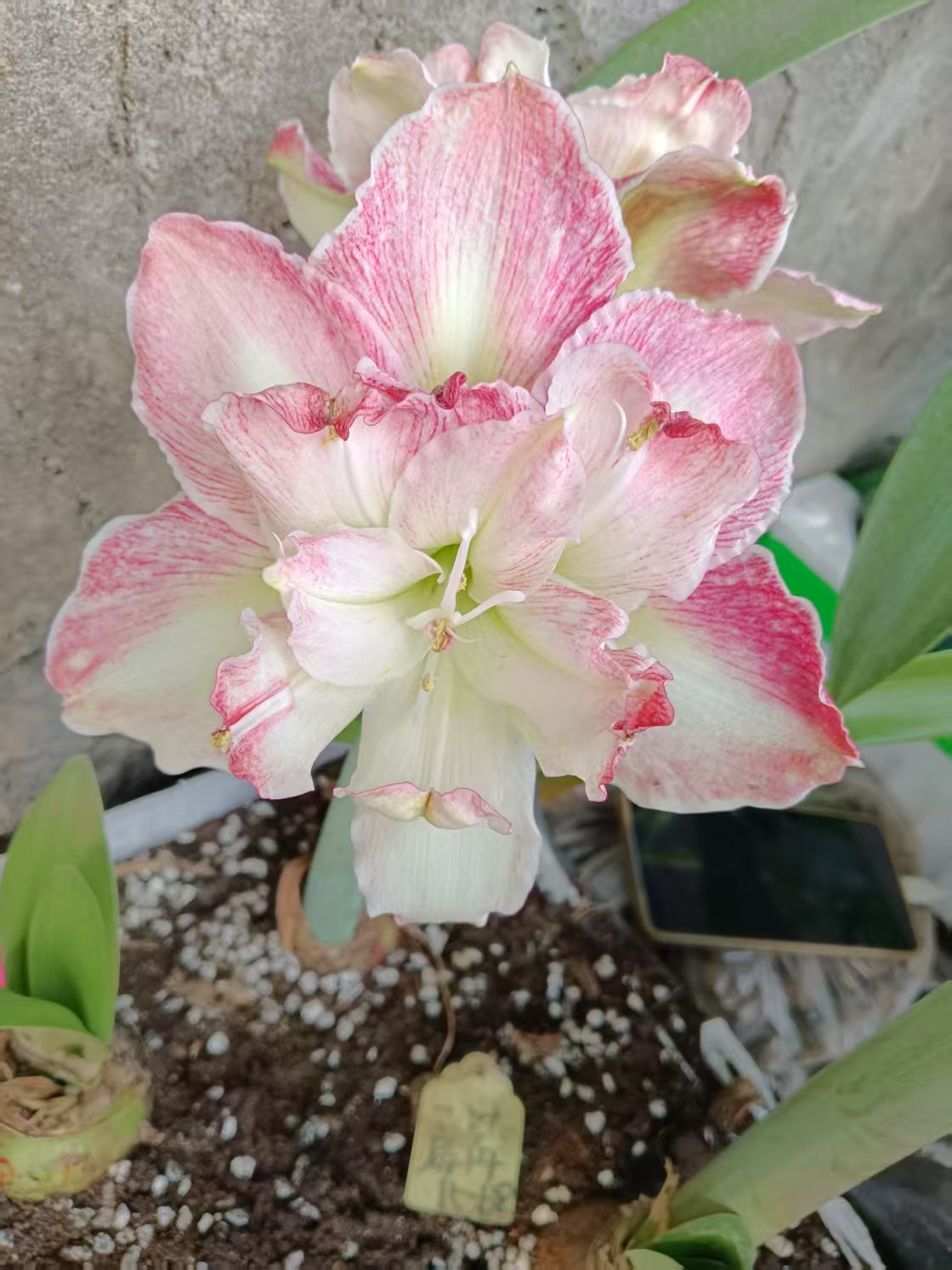 朱顶红-一叶扁舟4.5厘米