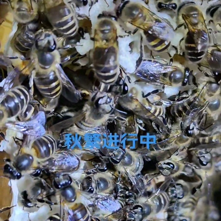 阿坝鉴定一代王，纯度50%一，无双色基因