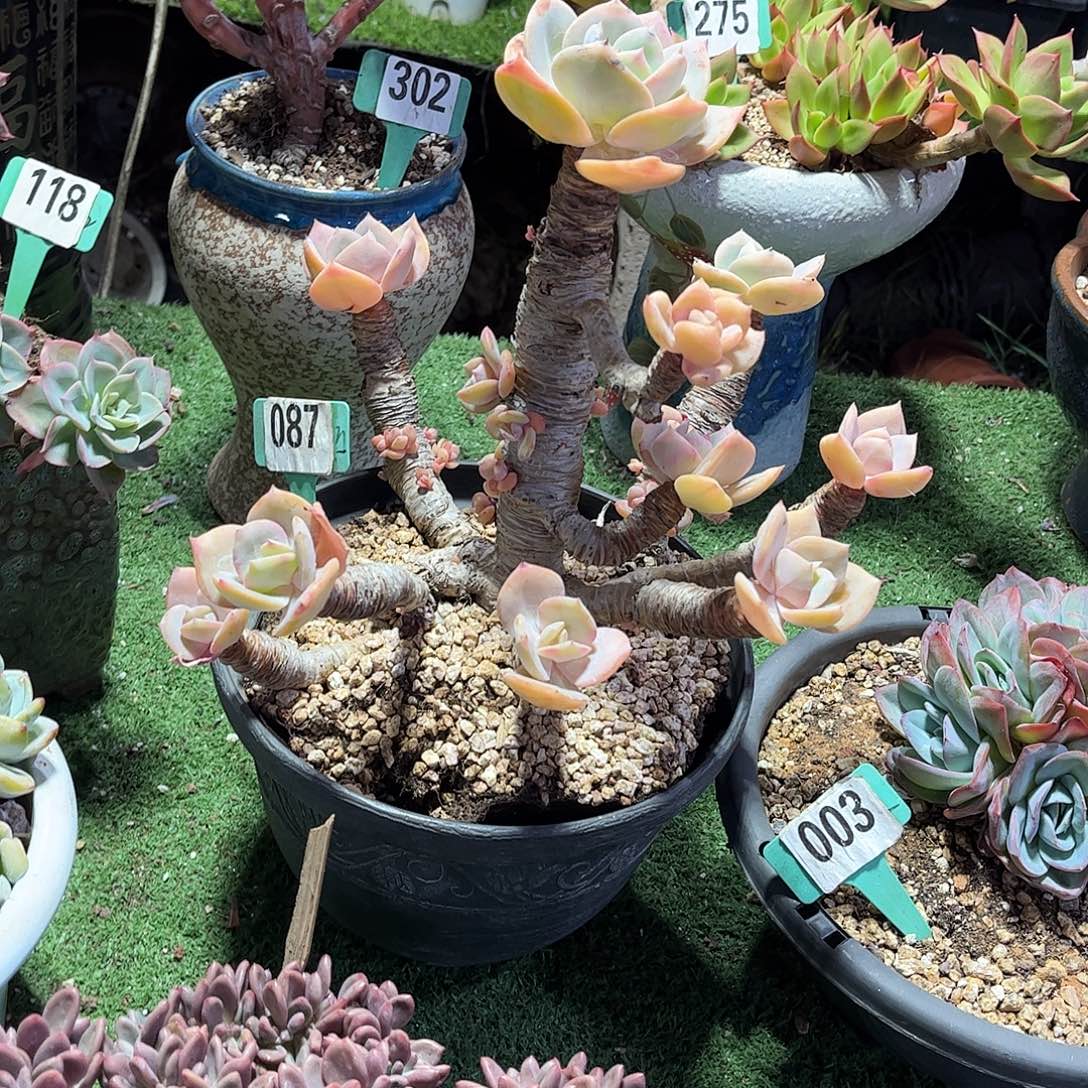 宁***远白凤多肉植物保护087