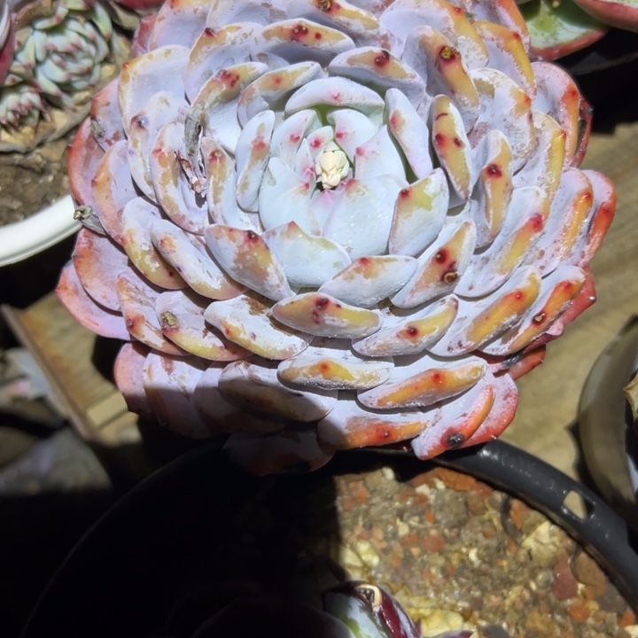 小***e精品多肉植物老桩