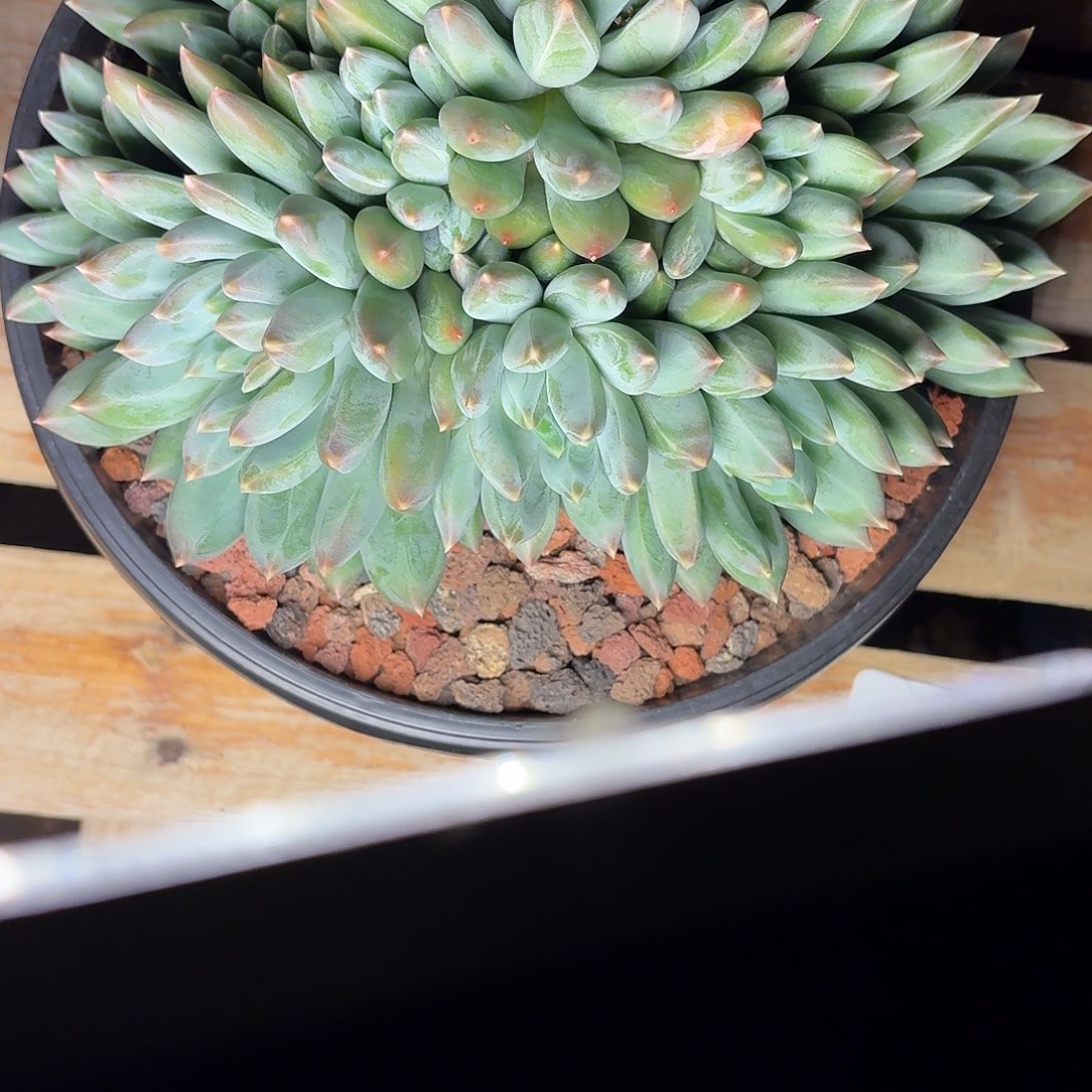 多肉植物重楼缀化