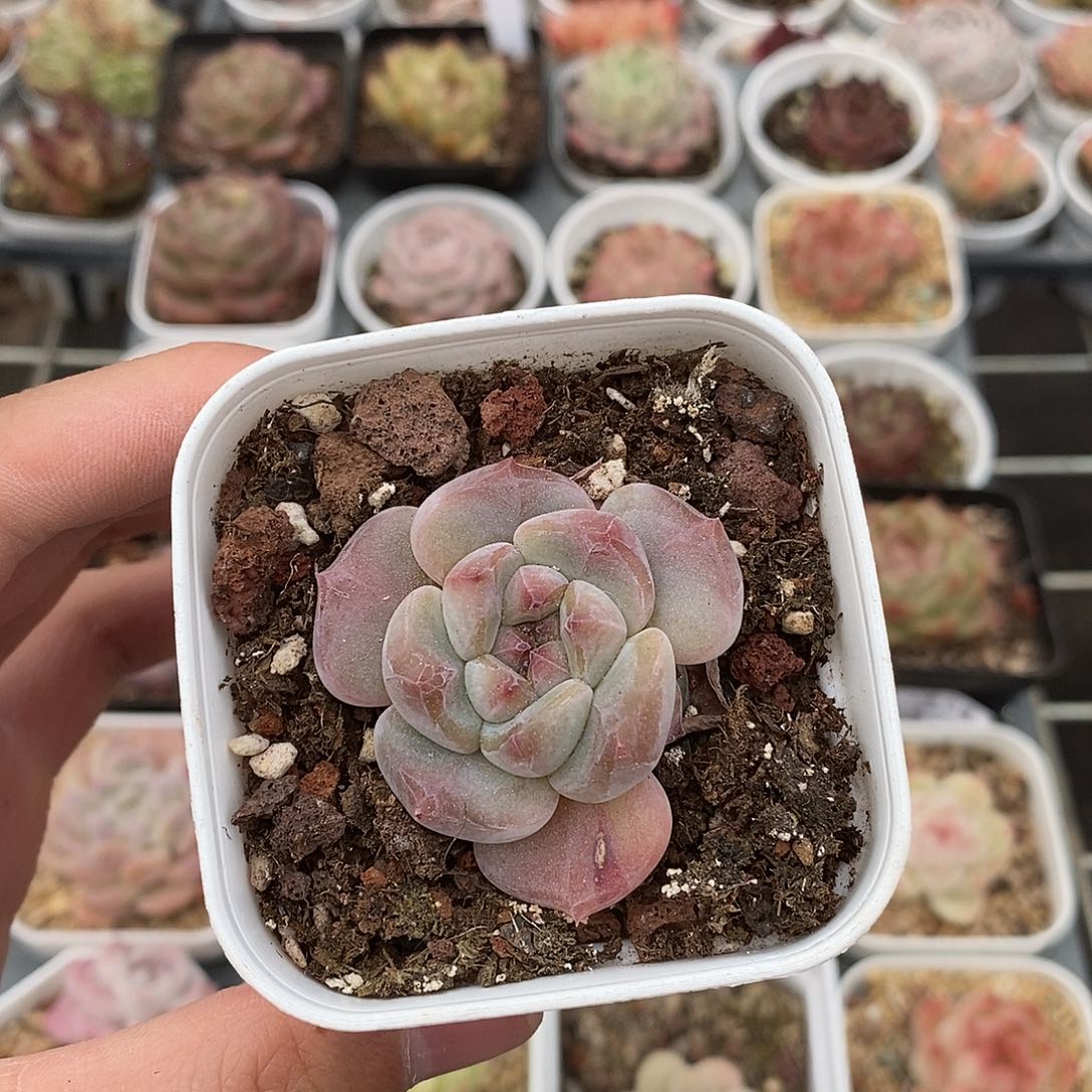 粉色的小可爱274