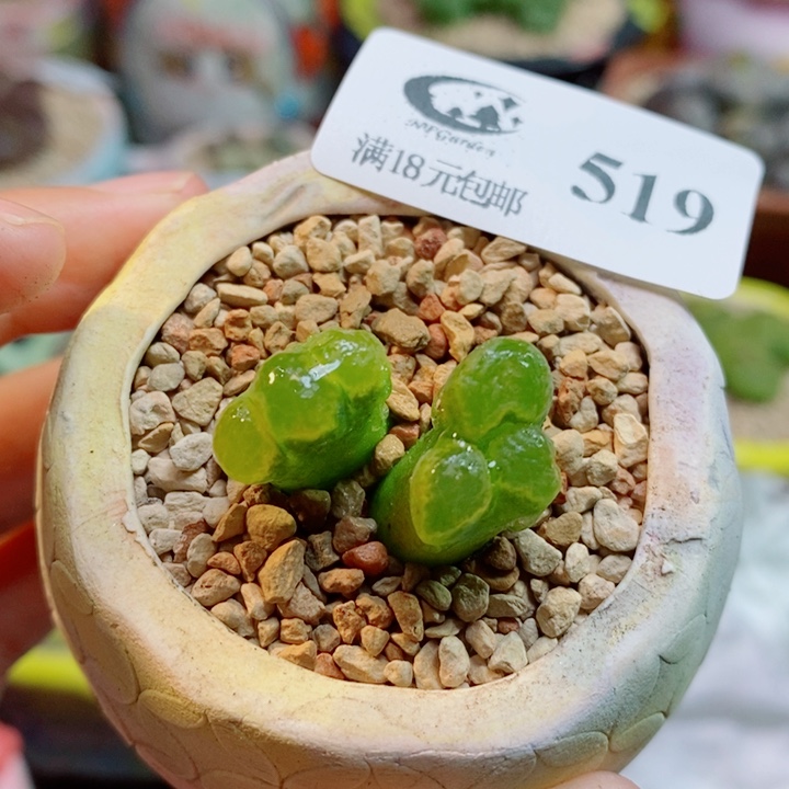 生石花喜干少浇水519