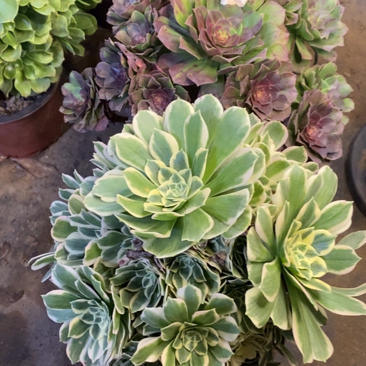 两盆多肉断头不包251