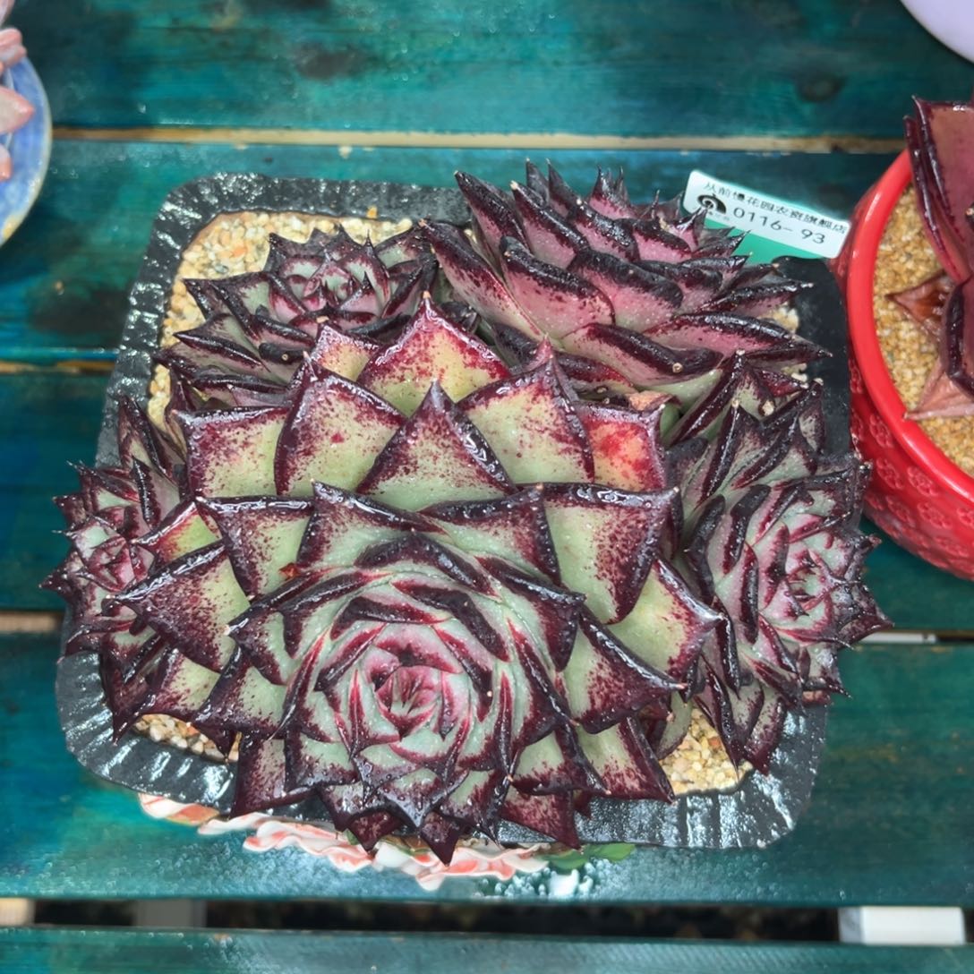 多肉一物一拍0116-93