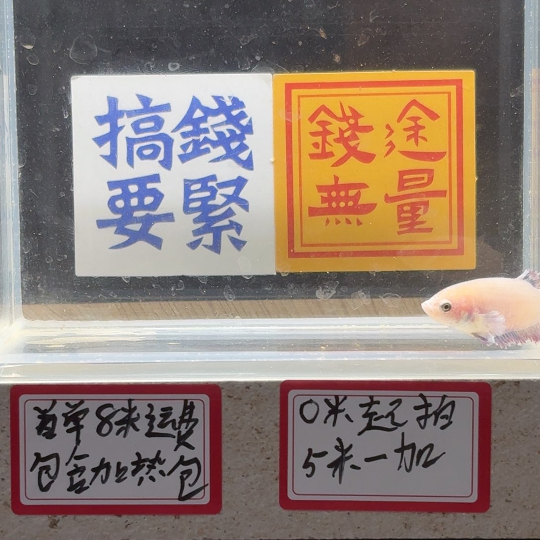 斗鱼泰国斗鱼母鱼