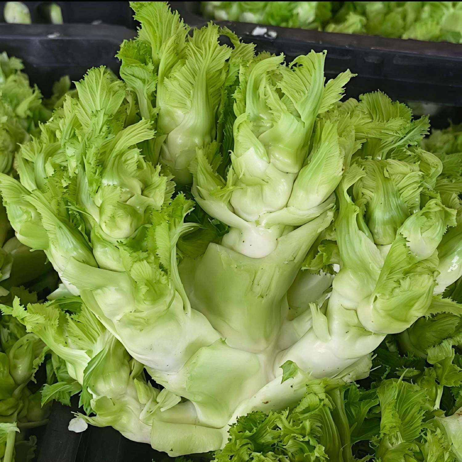 四川新鲜儿菜整颗时令农家蔬菜现摘现发坏包赔整颗正宗