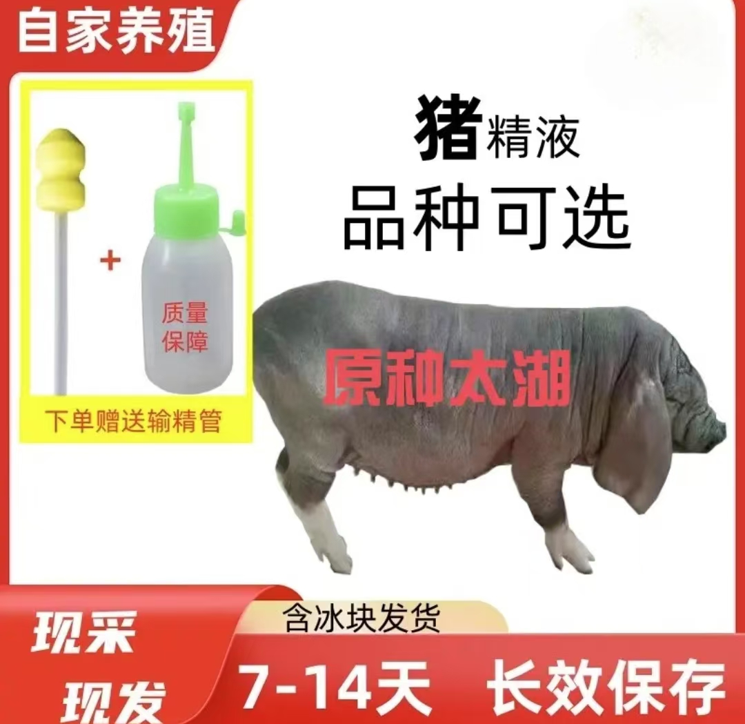 优质商品高产太湖猪精包邮包对版养殖场现采现发