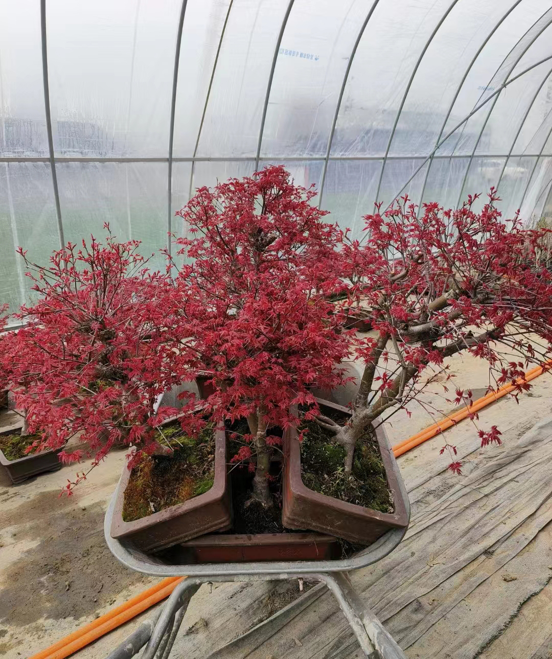 红枫枫树造型盆栽地栽规格齐全造型美观 一物一拍