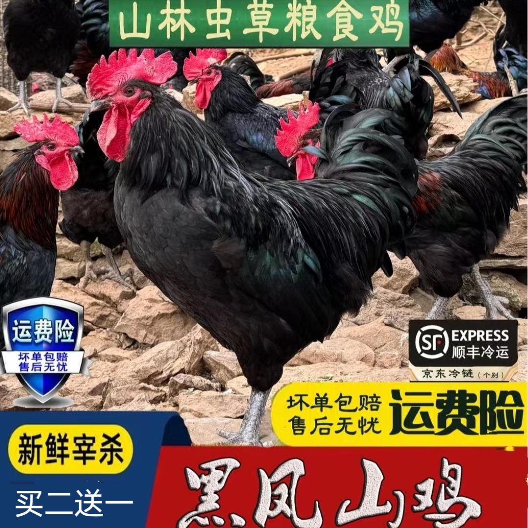 【鸡王三只/黑脚跑山大公鸡】买2送1只毛重13-15斤净重9-10斤带内脏