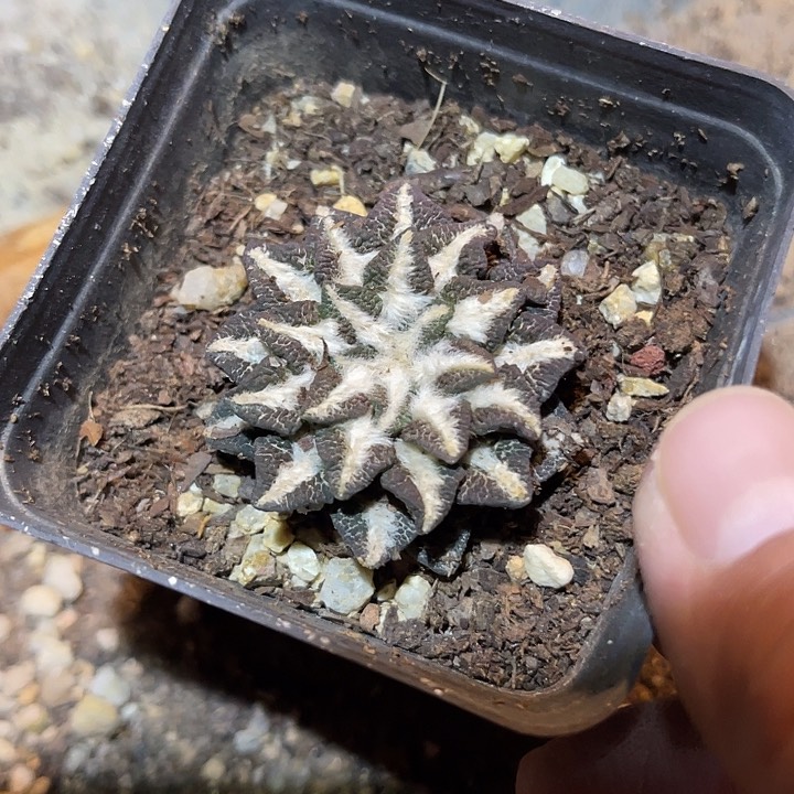 满38包邮2天凑单，脱土晾根发货多肉植物自根黑牡丹