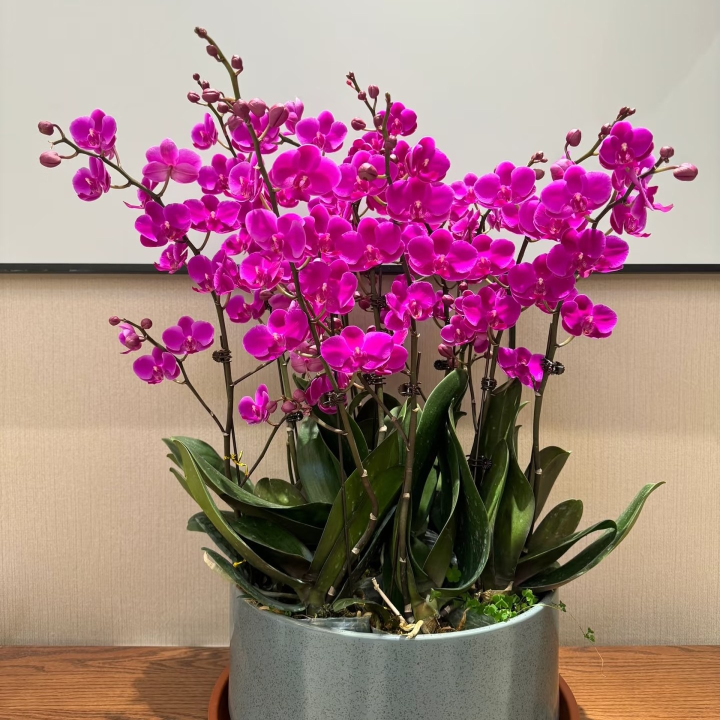 满天红3.5寸杯出剑苗