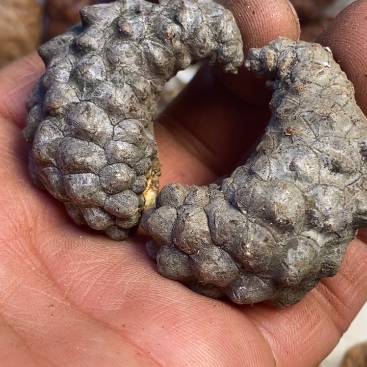 吊坠文玩核桃东北特产54