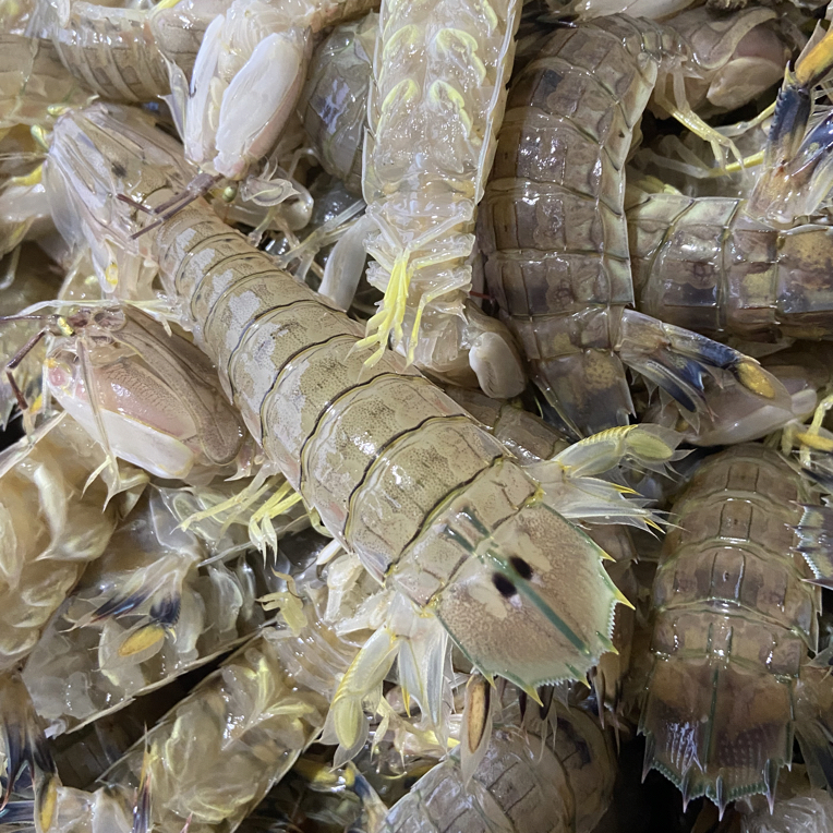 广东阳江海捕 皮皮虾 小皮皮虾