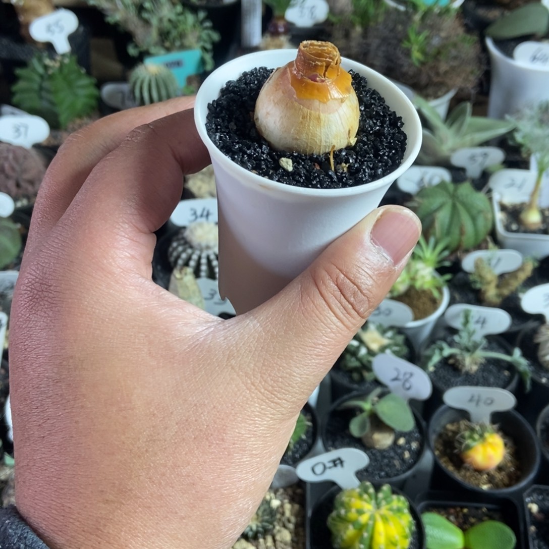 蕾丝灯台百合一个