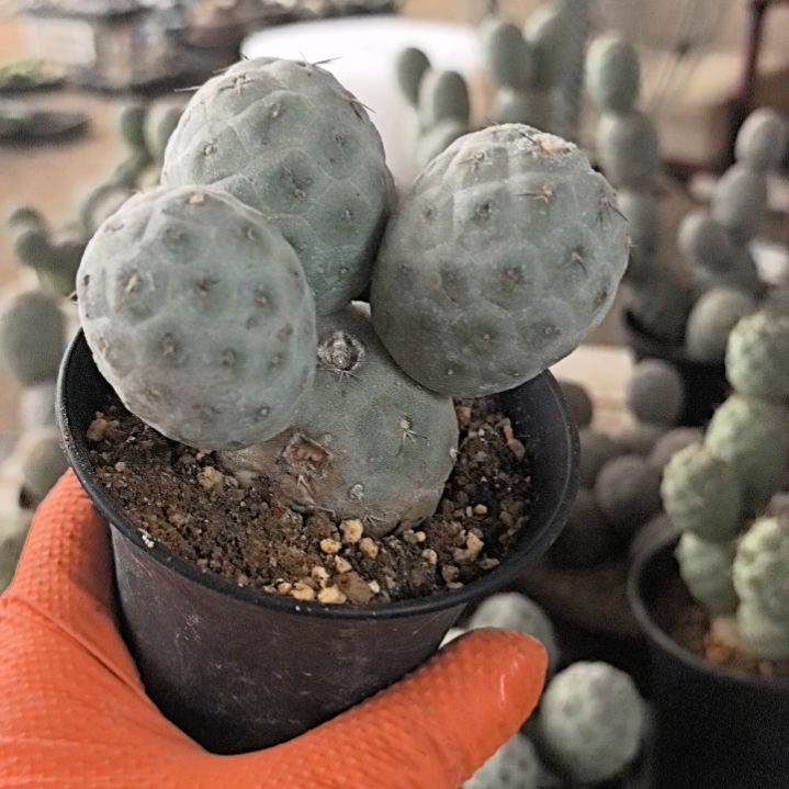 习志野仙人球直播