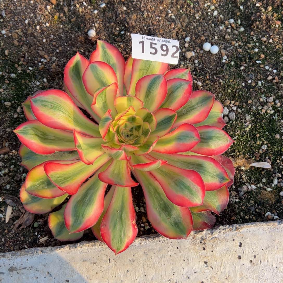 1592爱丽丝多肉植物