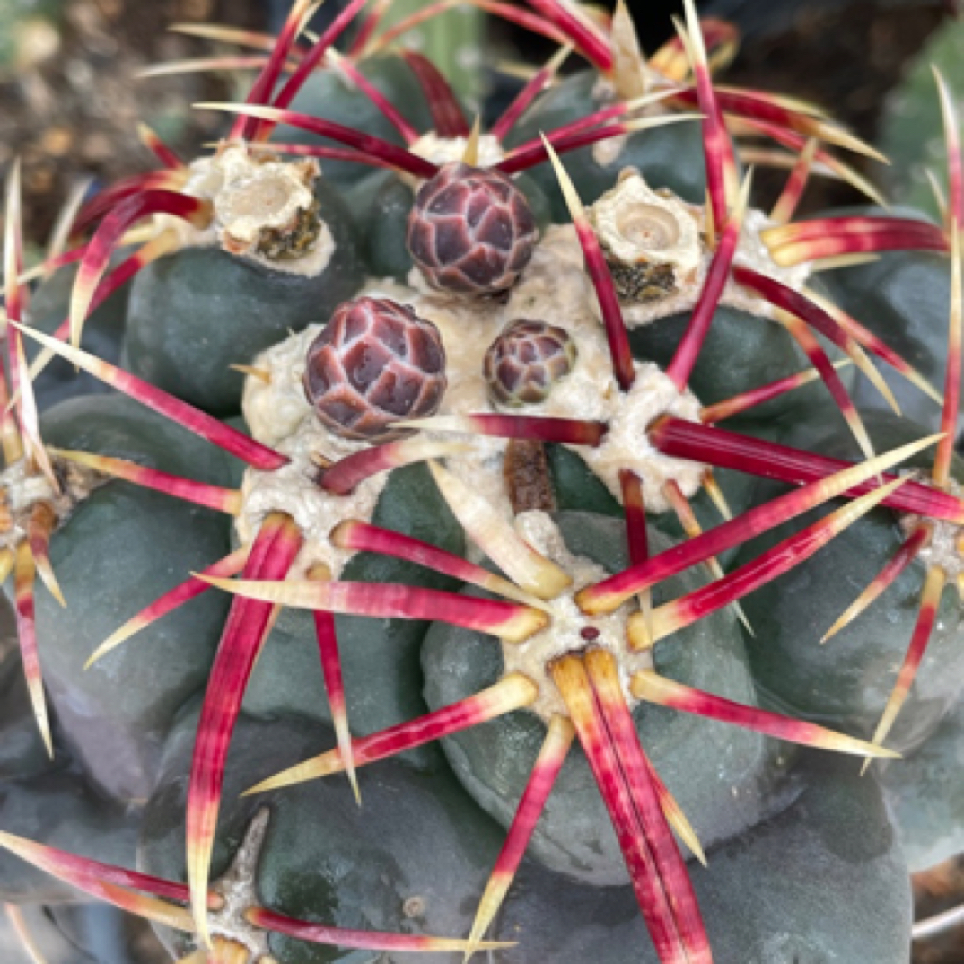 大红鹰仙人球种子包对版不包发芽率老刺0.5以上20250501百粒装