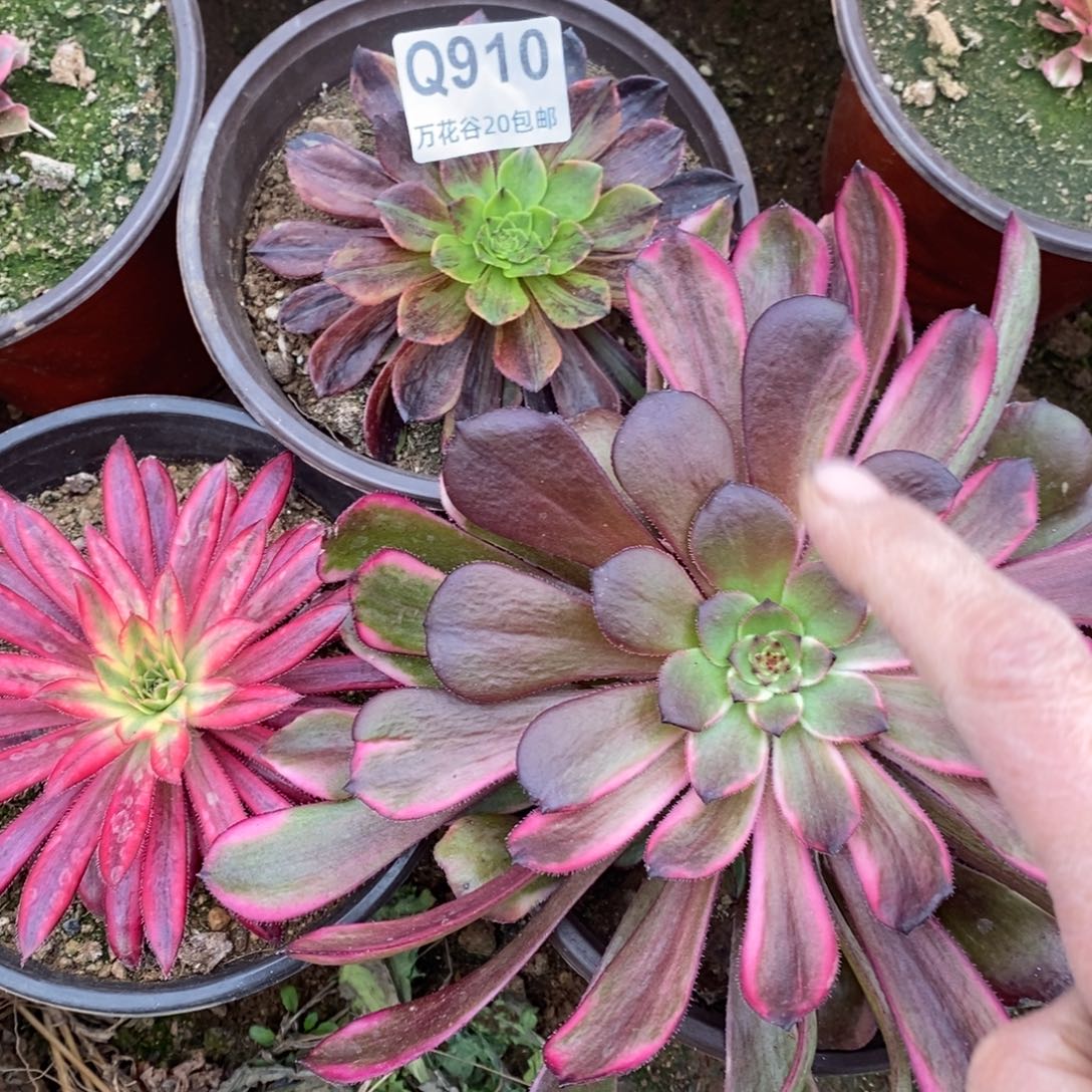 @***改910三棵多肉植物