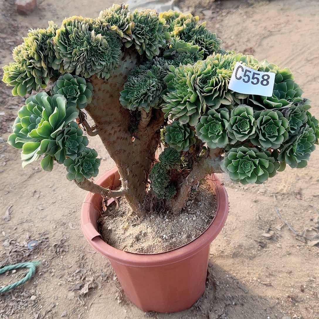 558绿缀一颗呀呀