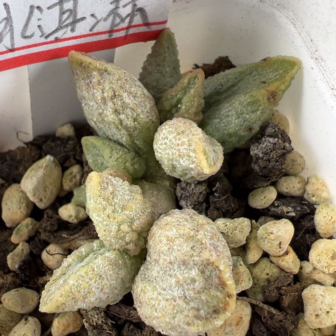 奶油冰激凌蜡笔小新多肉植物水泡