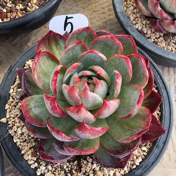 惊鸿仙子一物一拍，15厘米