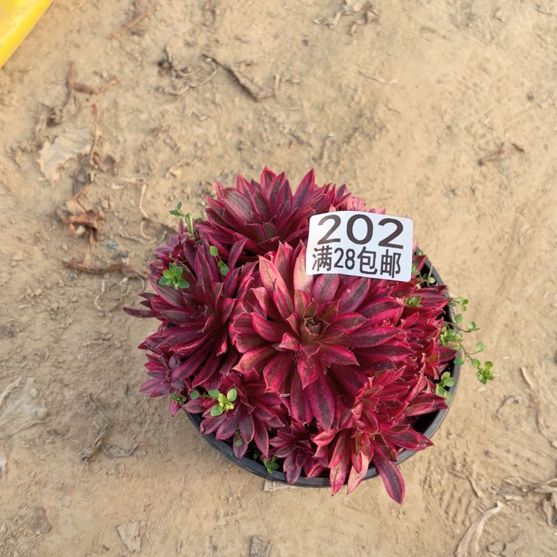 202凤凰超白多肉1111111