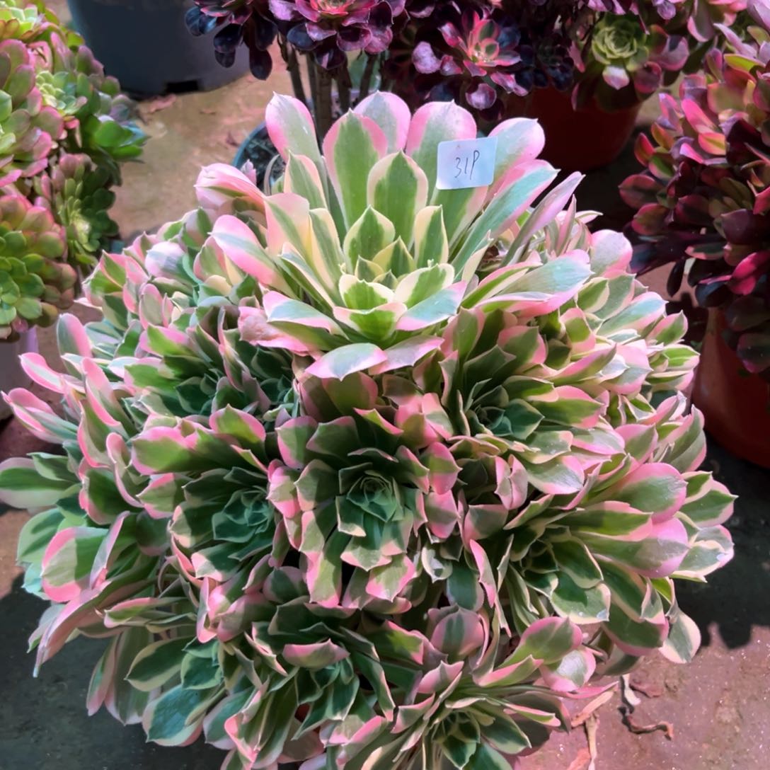 多肉植物白凤319