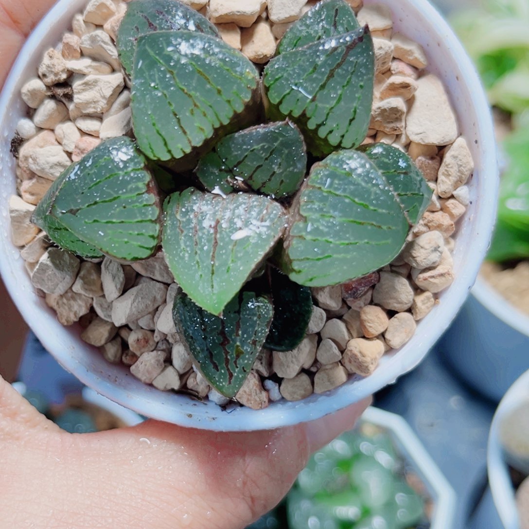 香瓜岛多肉植物6666