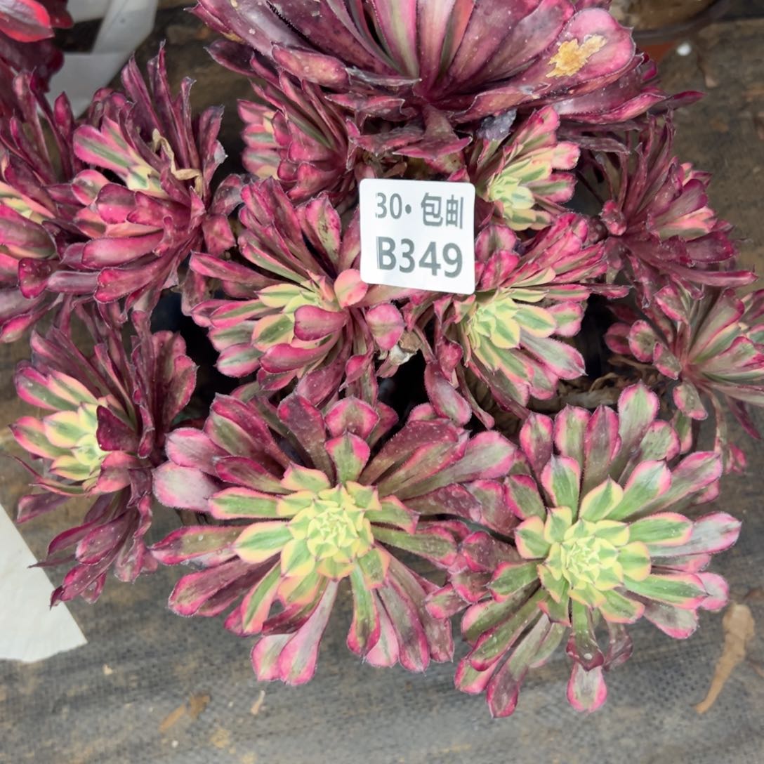 349 多肉侧枝不包