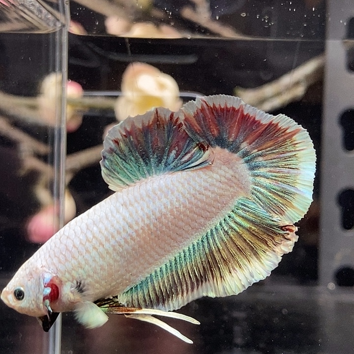 斗鱼黑10号巨斗将军