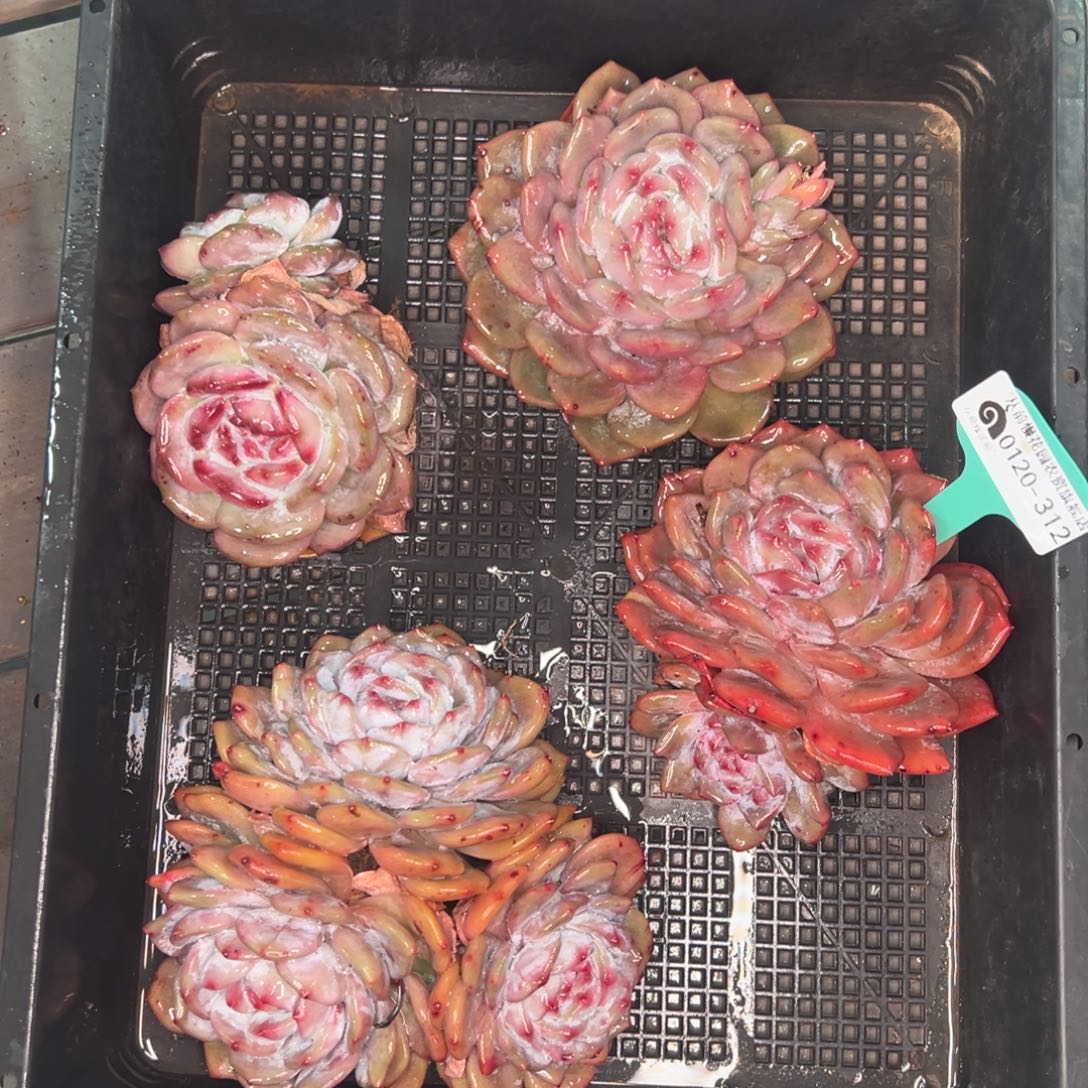 从前慢多肉精选编号0120.312