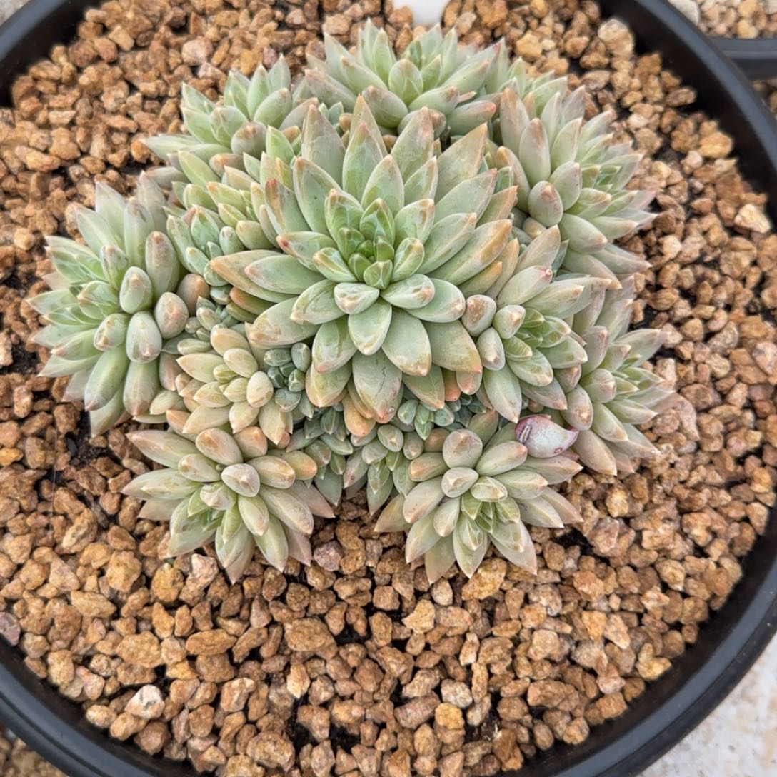 顺***）0035。        美人杂多肉