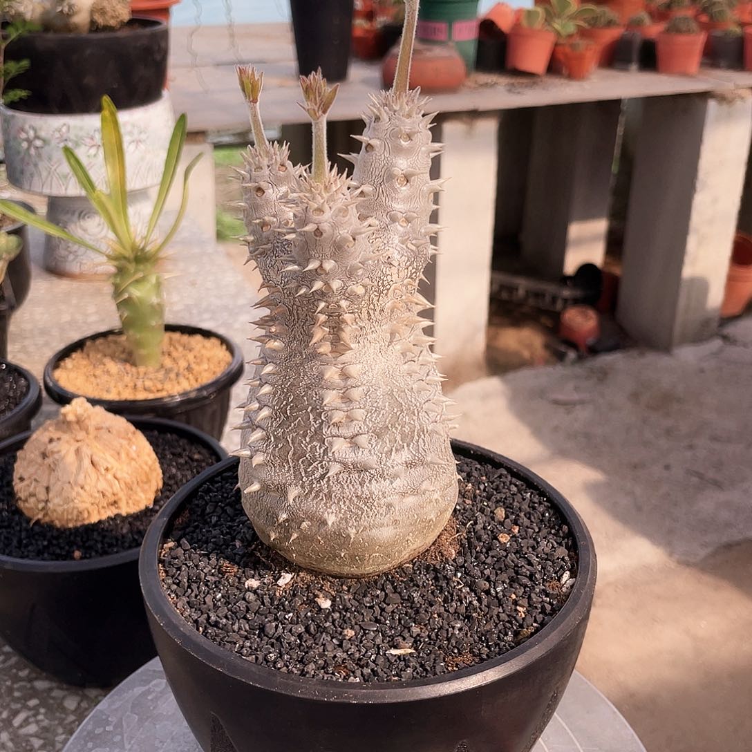 66666666666666666666